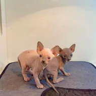 Zdraví koťátka plemene Sphynx (samec a samice) hledají nové domovy