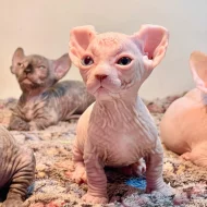Zdraví koťátka plemene Sphynx (samec a samice) hledají nové domovy