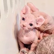 Zdraví koťátka plemene Sphynx (samec a samice) hledají nové domovy