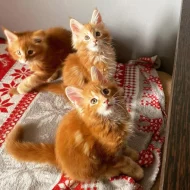 Krásná koťátka Mainské mývalí kočky k adopci