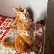 Krásná koťátka Mainské mývalí kočky k adopci