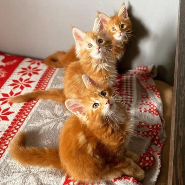 Krásná koťátka Mainské mývalí kočky k adopci