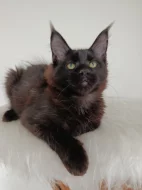 Mainská mývalí koťátka