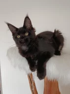 Mainská mývalí koťátka