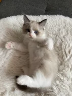 Ragdoll n03 - kocourek Gio s PP