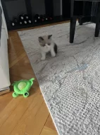 Ragdoll n03 - kocourek Gio s PP