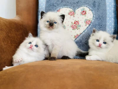 Ragdoll koťátka s PP