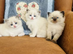 Ragdoll koťátka s PP