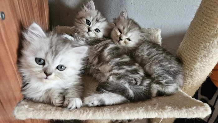 Perská koťátka