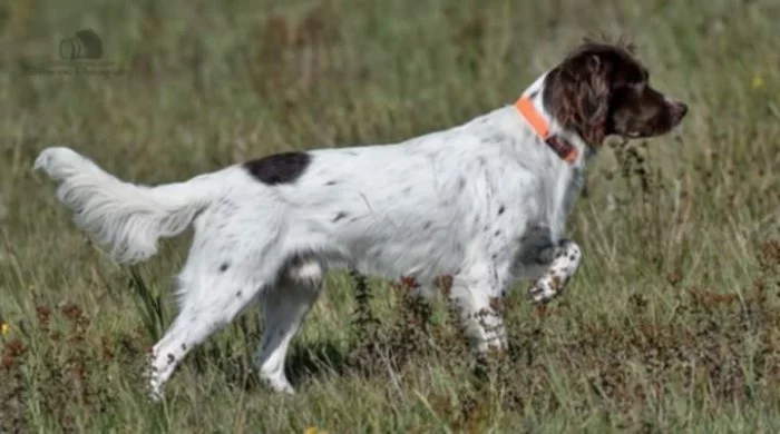 Malý münsterlandský ohař prodám štěňata s PP