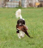 Malý münsterlandský ohař prodám štěňata s PP