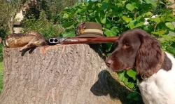 Malý münsterlandský ohař prodám štěňata s PP