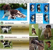 Malý münsterlandský ohař prodám štěňata s PP