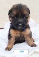 Nabídka štěňat německého ovčáka s PP