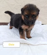 Nabídka štěňat německého ovčáka s PP