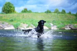 Flat Coated Retrívr - štěňata po rodičích nejlepších povah