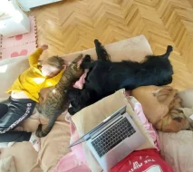 Flat Coated Retrívr - štěňata po rodičích nejlepších povah