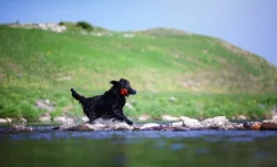 Flat Coated Retrívr - štěňata po rodičích nejlepších povah