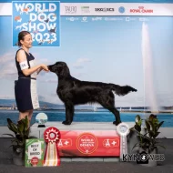 Flat Coated Retrívr - štěňata po rodičích nejlepších povah