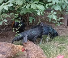 Sumatranka černá velká, mladí kohoutci do chovu