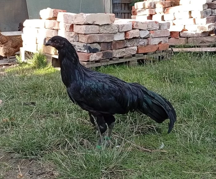 Sumatranka černá velká, mladí kohoutci do chovu