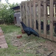 Sumatranka černá velká, mladí kohoutci do chovu