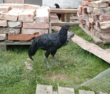 Sumatranka černá velká, mladí kohoutci do chovu