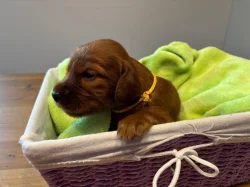 Štěně irský setr s PP - TOP