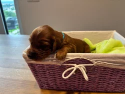 Štěně irský setr s PP - TOP