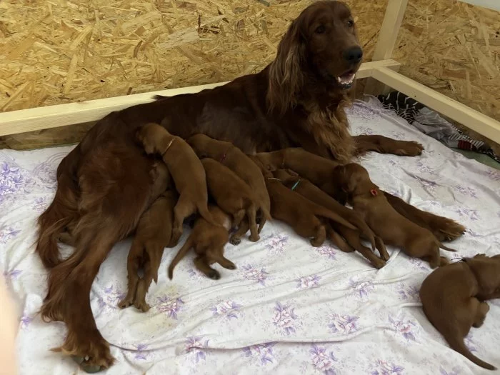 Štěně irský setr s PP - TOP