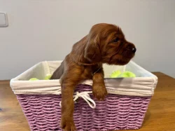 Štěně irský setr s PP - TOP