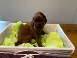 Štěně irský setr s PP - TOP