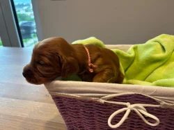 Štěně irský setr s PP - TOP