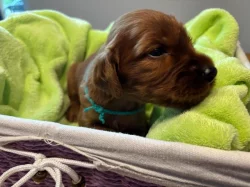 Štěně irský setr s PP - TOP