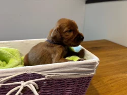 Štěně irský setr s PP - TOP