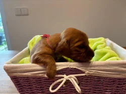 Štěně irský setr s PP - TOP