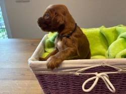 Štěně irský setr s PP - TOP