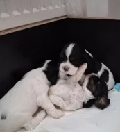 Americký kokršpaněl s PP