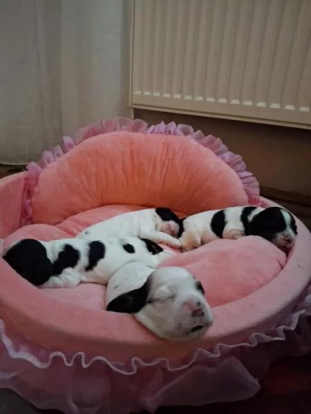 Americký kokršpaněl s PP