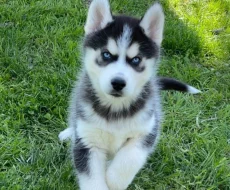 Prodám štěněta sibiřského huskyho s PP