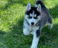 Prodám štěněta sibiřského huskyho s PP
