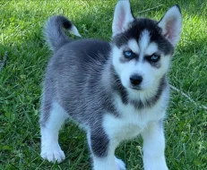 Prodám štěněta sibiřského huskyho s PP