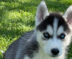 Sibiřský husky pejsek