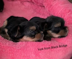 Jorkšírský teriér s PP