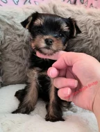 Jorkšírský teriér s PP