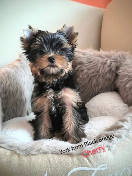 Jorkšírský teriér s PP