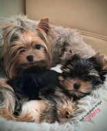 Jorkšírský teriér s PP