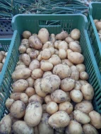 Nahý oves, černý oves