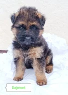 Nabídka štěňat německého ovčáka s PP