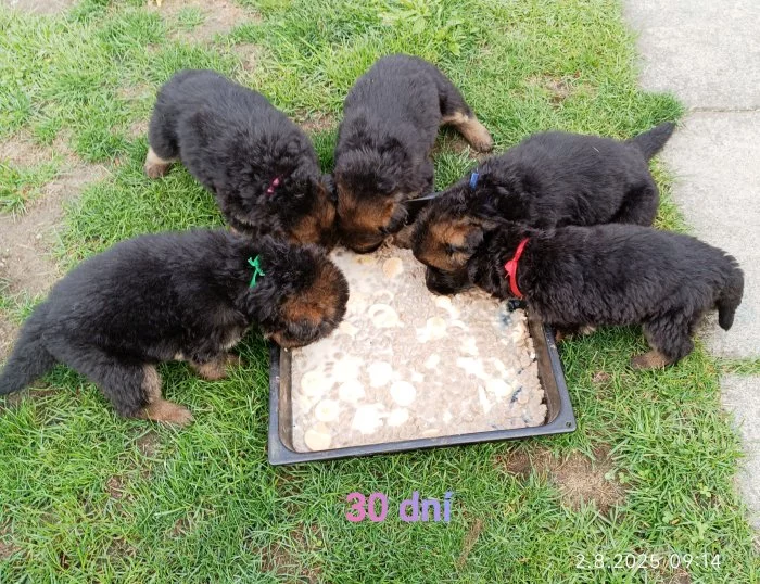 Nabídka štěňat německého ovčáka s PP